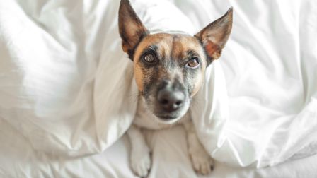 A dog with pointed ears, partially covered by a white blanket, looks up from a bed, creating a cozy and endearing scene.