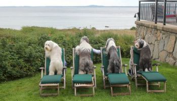 Four dogs are sitting on lounge chairs facing a scenic ocean view.