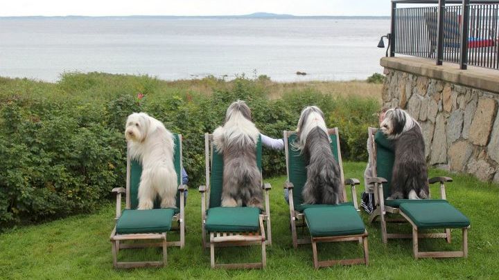 Six long-haired dogs sit in green lawn chairs facing the ocean from a grassy yard by a stone wall.