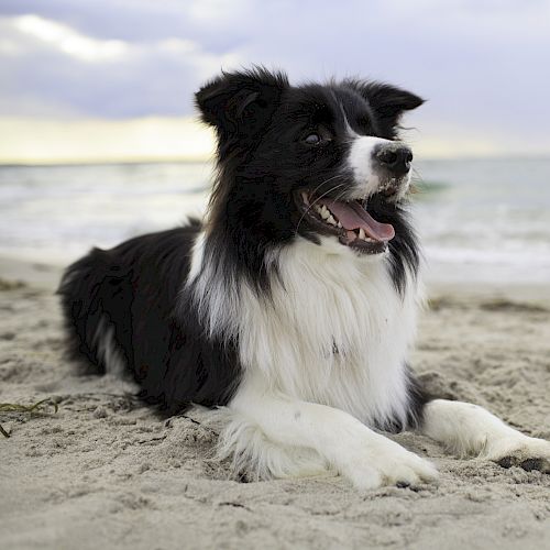 A black and white dog is lying on a sandy beach, with the sea in the background and a cloudy sky above.