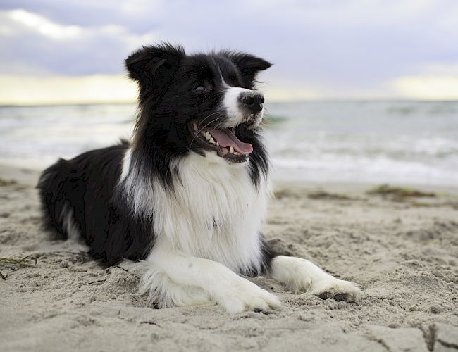 A black and white dog is lying on a sandy beach, with the sea in the background and a cloudy sky above.