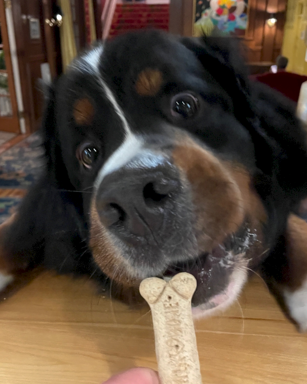 A dog eagerly reaches over a counter for a bone-shaped treat, indoors, with a person nearby holding paper.