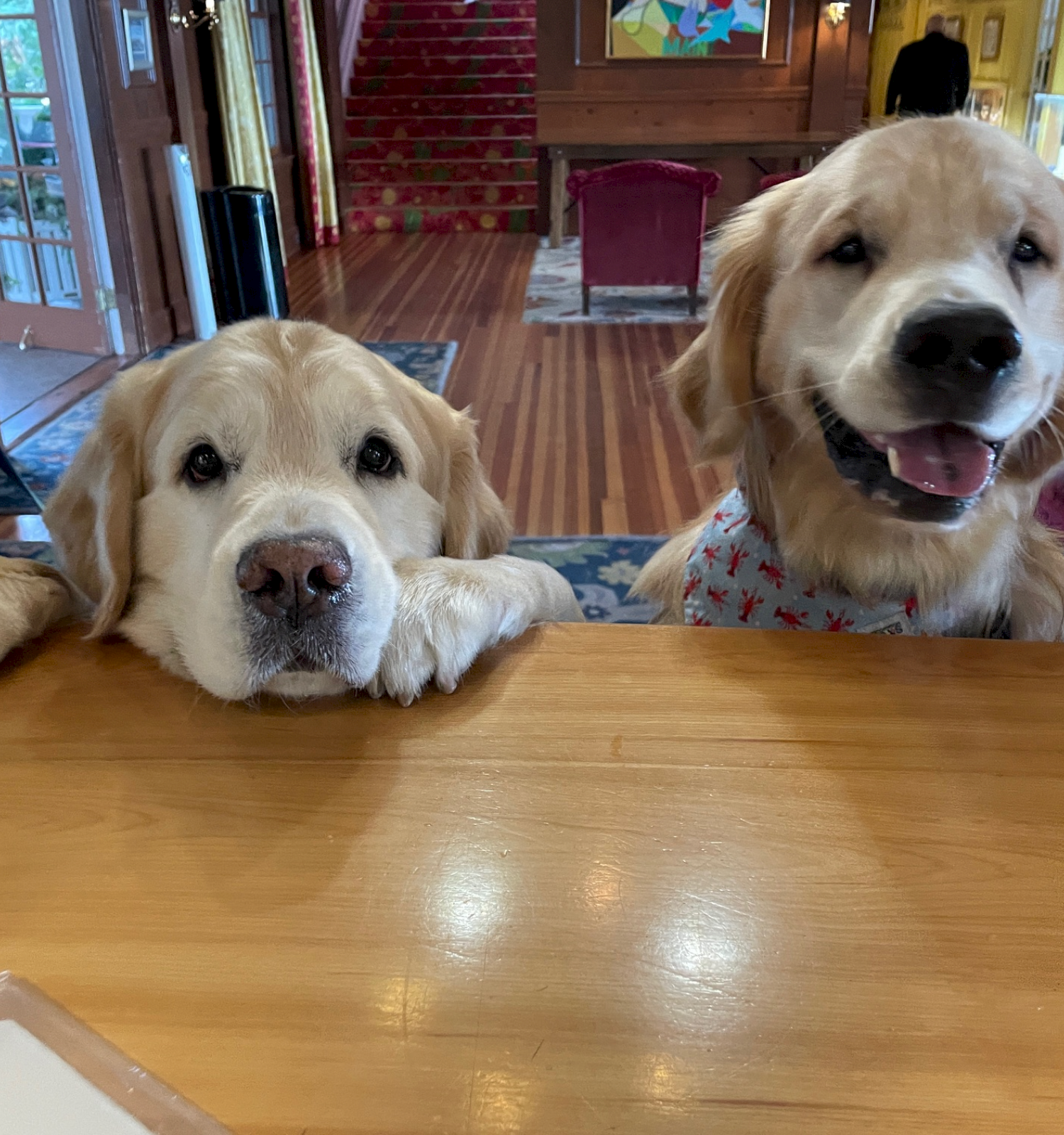 Two golden retrievers stand with their paws on a counter, one looking curious and the other smiling happily.