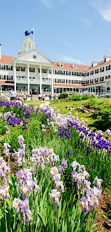 A bright garden in front of a white, colonial-style building with a flag, blooming purple irises along a sunny walkway.