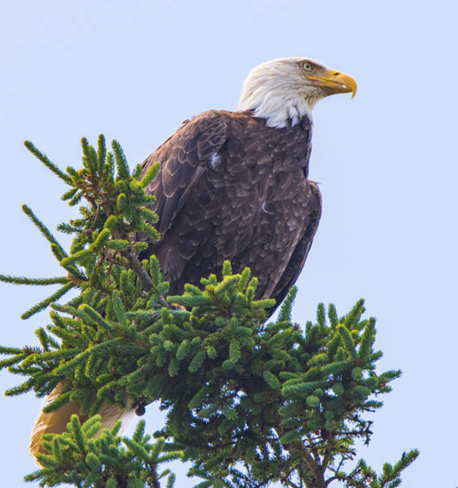 Photograph by Jennifer Egan featuring: A bald eagle perched atop a evergreen tree, surveying the area with its white head, brown body, and sharp yellow beak.