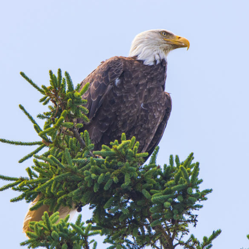Photograph by Jennifer Egan featuring: A bald eagle perched atop a evergreen tree, surveying the area from a high branch.
